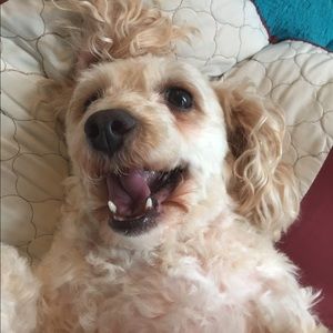 Meet your Posher, Stephanie